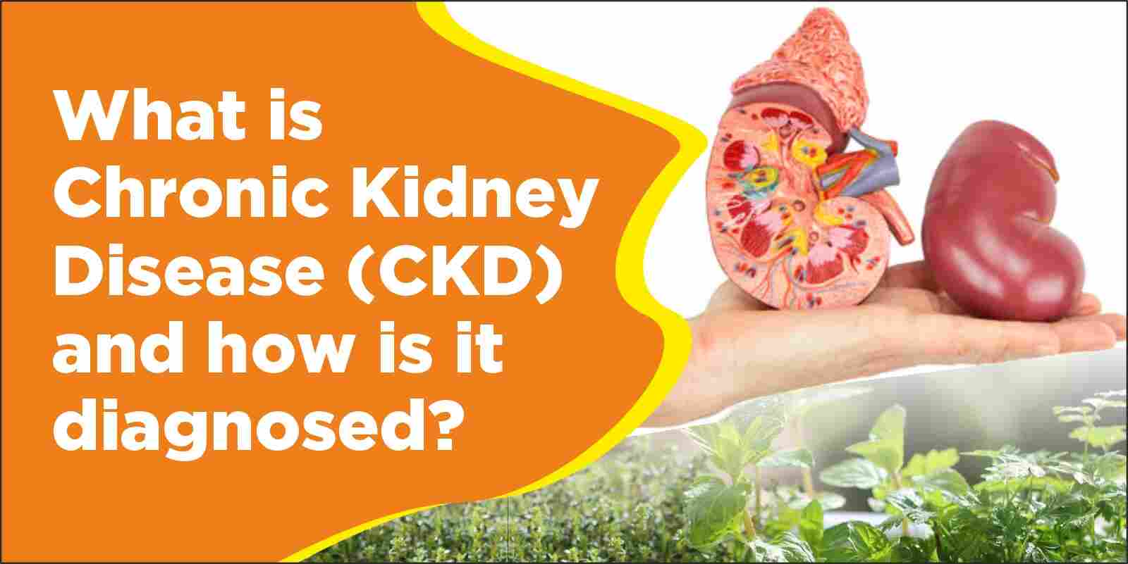 What Is Chronic Kidney Disease (CKD) & How Is It Diagnosed?